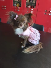 Cat Dress Shirt Summer Pet-Puppy Spring Small Dog Stars-Design Bow 2-Colours Apparel