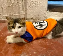 De moda disfraz mascota gato verano gato chaleco con capucha acogedor Mascoats Goto, ropa para gatos, Katten abrigo Kedi sudadera ropa traje