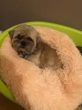 FortyLions-Cama larga de felpa para perros y gatos, cojín largo de felpa super suave y esponjoso para mascotas, cómoda para casa