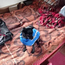 MySudui Medium Big Dog Winter Clothes For Dogs Pets Clothing Reflective Dog Jackets Outdoor