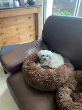 Cushion Nest Sofa Pet-Products Dogs-Basket Cat-House Animals Sleeping Cat Round Plush