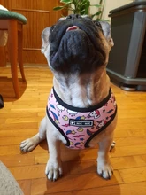 Arnés de Mascota para Bulldog Francés, correas pequeñas y medianas para perros, chaleco de cachorro francés, correa de plomo para perro que camina, productos para mascotas