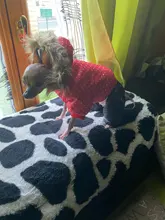 Coat Dogs-Clothing Dot-Pattern Winter Hooded Pet-Dogs New Xl To High-Quality