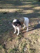 Vest Harnesses Pet-Training Dogs Military-Working Tactical Medium Nylon Durable for Large