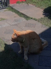 Necklace Cat-Accessories Cats-Bells-Collars Reflective Adjustable Buckles Fashion Nylon