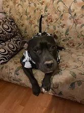 Vest Coat Jacket Pet-Dog-Clothes French-Bulldog-Pet Dogs Small Waterproof Large Winter