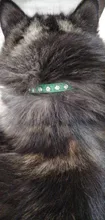 Puppy-Neck-Strap Cat-Collar Kitten-Accessories Rhinestone Luxury Small Rivet 