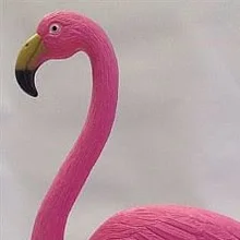 a***r