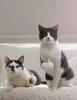 Изображение товара 4