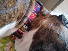 Collar de nailon para perro, personalizado con placa de etiqueta de identificación grabada para mascota, reflectante, perros pequeños, medianos y grandes