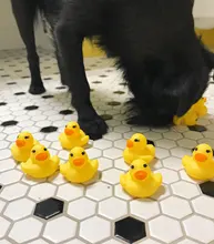 10 unids/lote lindo bebé niños juguete de goma patos de baño Baño habitación diversión con agua juego recién nacido niños niñas juguetes para los niños