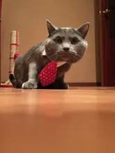 [MPK Store] Cat Toy Cat Costume Clip Tie for Cats and Dogs, Cat Collar