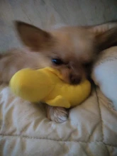 Pet-Toys Dog-Squeaky-Toy Plush Kapmore Cat Funny Mini Cartoon Bite-Resistant