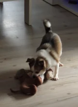 Dog-Chew-Toys Pets-Supplies Dogs Interactive-Squeak Squeaky Bite-Resistant Small Large