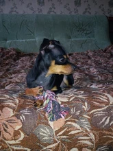 Dog-Rope-Toy Puppies Pet-Chew-Rope Pet-Training-Supplies Bite-Resistant Creative 