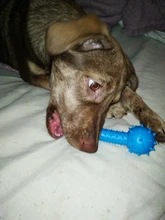 Dog-Toy Molar Small-Dogs Training Rubber Dog-Bite-Resistant Teeth New with 