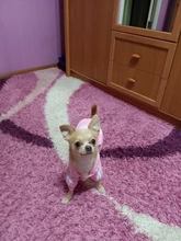 Costume Pet-Jumpsuit Puppy-Outfit Dogs French Bulldog Chihuahua Medium Pug-Pets Small