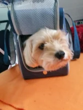 Handbag Tote Pet-Dog-Bag Traveling Portable Pet-Supplies Shoulder-Bag Oxford-Cloth