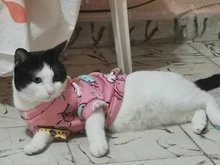 Cartoon Cat Hoodie Sweater Autumn Winter Pet Cat Clothes for Cats Katten Kedi Pullovers