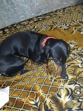 Leash Rope Pet-Collar Wholesale Lined Pet-Supplies Colorful New TECHOME Polypropylene