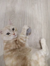 New Catnip Toy, Huggie the Gray Mouse, Fun Cat Toy with Real Catnip Inside