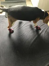 Boots Pet-Shoes Dog Large Waterproof Anti-Skid Small Winter Golden Warm Big 8-Sizes Wear-Resistant