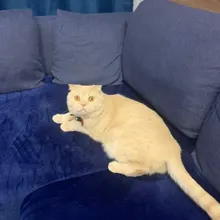 A***a