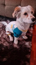 Pyjama Clothing Dog-Puppy-Jumpsuit Sleepingwear Warm Dogs Yorkshir-35 for Small Cat Medium