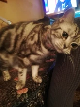 Collar reflectivo para perro, personalizado, de cuero, acolchado, para perros pequeños, medianos, Chihuahua, Yorkie