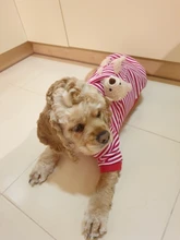 Sweater Jersey Pet-Dog-Clothes Yorkies Small Dogs Winter Dog Chihuahua Teddy Spring New