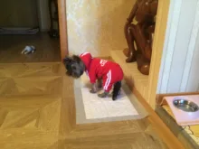 Pet Dog Clothes Fashion Hoodie Spring and Summer For Dogs Coat Jacket Cotton Ropa Perro