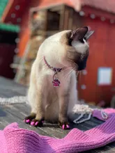 Collar personalizado con identificación de mascotas, colgante con nombre de Mascota, dirección, número, accesorios para cachorros y gatos