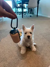 Poop-Bags Dispenser Eco-Friendly Handle Dog-Supplies with for Refills Creative