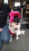 Ropa con estampado de dibujos animados para perro, abrigo cálido para invierno, chaqueta para perros pequeños, Chihuahua, Bulldog Francés, disfraz de peluche, ropa para mascotas