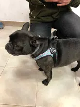 Seat-Belt Harnesses Stunt Puppy Bull Small-Pet Terrier Printed Dogs Chihuahua Shih Tzu