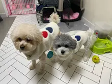 Costume Puppy-Clothes Love-Rainbow-Vest PETCIRCLE Pet-Cat Dog Winter New Fit And Four-Color