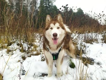 Truelove Pet Dog Harness Large Small For Pitbull Reflective Safety Harness For Dogs