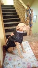 Abrigo impermeable de invierno Para Perros, chaqueta cálida Para cachorros, Ropa de mascota chaleco, Ropa Para Perros pequeños, medianos, grandes, Ropa Para Perros