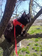 Reflectante cachorro gato arnés chaleco caminar perro ajustable Collar de gatito de malla de poliéster arnés para pequeño mediano perros