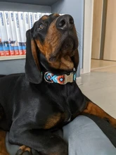 Collar de identificación de perro personalizado, nailon, placa de etiqueta grabado gratis para perros pequeños, medianos y grandes, Pitbull