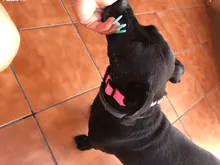 Collar con luces LED para perro, collar de luz recargable por USB, ideal para usar de noche al aire libre, accesorio de seguridad para mascota