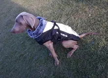 Pet-Dog-Clothes Clothing Walking-Harness Dogs Outdoor Waterproof Large Winter Medium