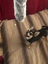 Peluche suave de cebra con sonido de tigre para mascotas, juguete para mascotas