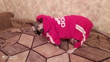 Cute Cat Sweater Hoodie Winter Warm Pet Clothes for Cats Sphinx Katten Clothing Outfit