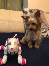 Perro Robot inteligente Programable con Control remoto, juguete de chico s inalámbrico de 2021G, Perro Robot parlante inteligente, regalo para chico de mascotas, novedad de 2,4