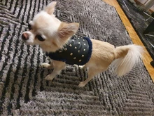 Vest Dog-Harness Dogs-Clothes Yorkshire Padded Puppy Chihuahua Warm Cool for Small Cats