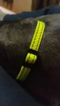 Collar reflectante antipulgas y garrapatas para perros y gatos, antipulgas, antipiojos, Mata piojos, parasitos, desparasitante para perros y gatos pequeños