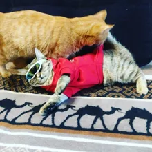 1PC divertido gafas de sol para gafas para gato cachorro ojo-Protección contra el desgaste perro gafas para Chihuahua Yorkshire gatos y mascotas accesorios