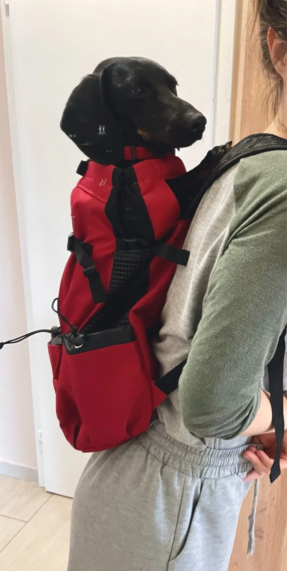 DogMEGA Dog Carrier Backpack 60 lbs | Large Dog Carrier Backpack | Dog Carrier for Hiking photo review