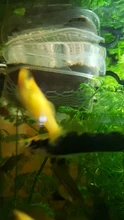 Esponja de filtro de tanque de peces, 6 capas, 6D, sin pegamento, espuma, algodón bioquímico, accesorios de filtración para acuario, nuevo
